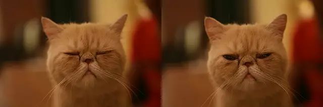 吸猫真的能上瘾吗如何戒瘾,云吸猫有哪些好处