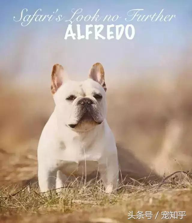 世界名犬英国,世界名犬杜高犬