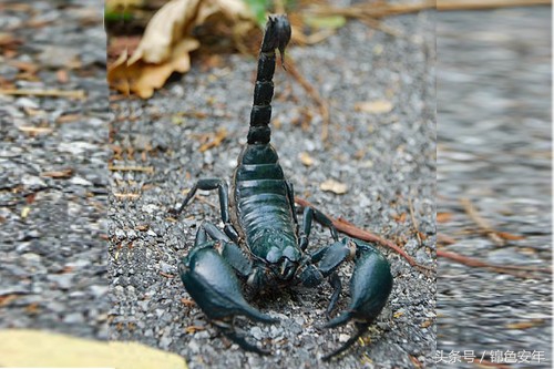 世界上咬人最痛的十大昆虫,世上最可怕的六种虫子还是吸血虫