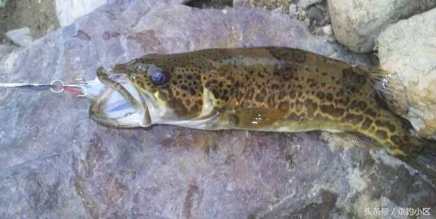 钓猪的方法和技巧,钓鬼婆鱼技巧