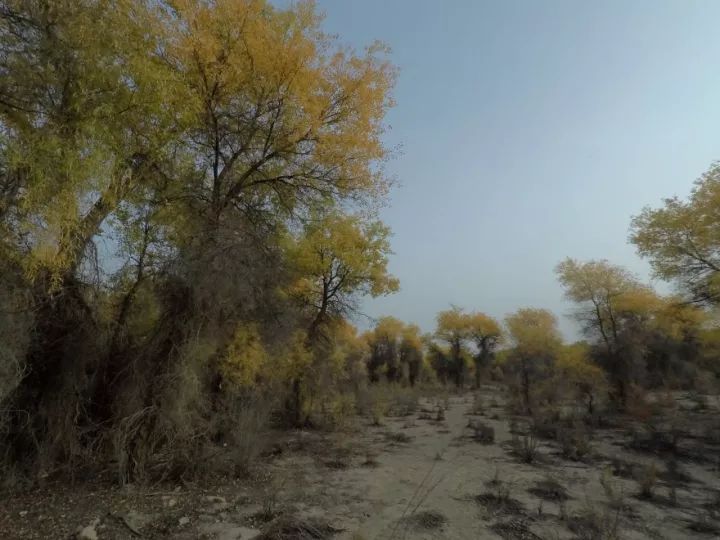 库尔勒的香梨能辨“雌雄”，塔克拉玛干沙漠的胡杨林经历天使之吻