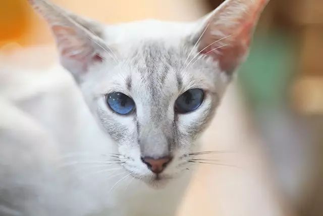 吸猫真的能上瘾吗如何戒瘾,云吸猫有哪些好处