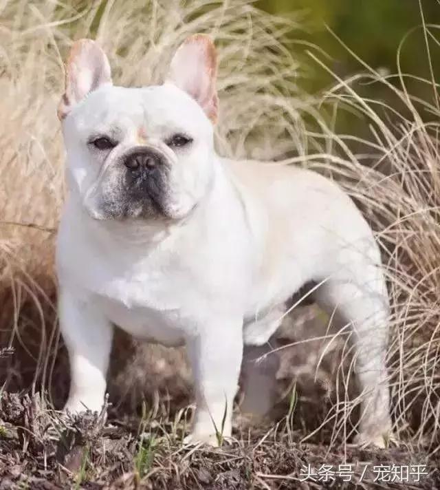世界名犬英国,世界名犬杜高犬