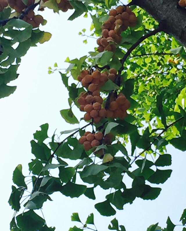 银杏果实可以吃吗怎么吃,银杏果为什么不能多吃