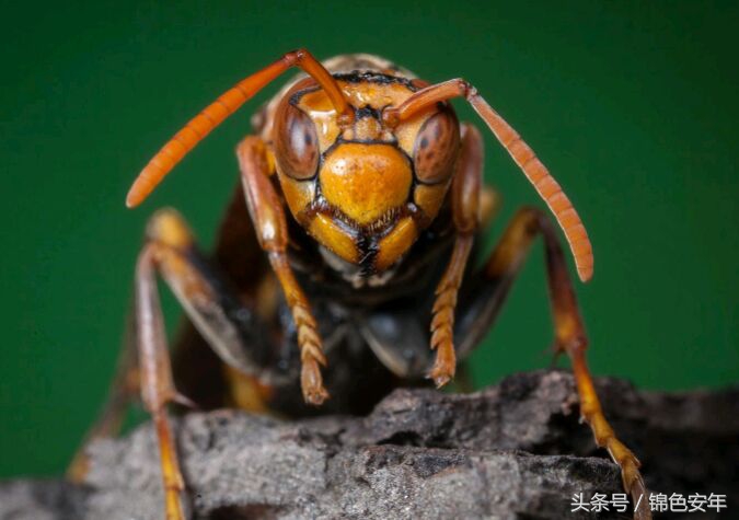 世界上咬人最痛的十大昆虫,世上最可怕的六种虫子还是吸血虫