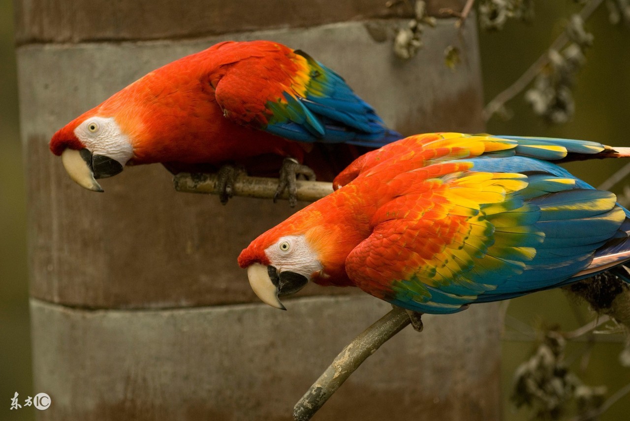 怎么选择观赏鸟？你适合养那种鸟，看完这篇文章你就知道