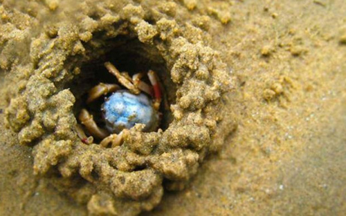 沙蟹洞抓沙蟹技巧,角眼沙蟹中华沙蟹