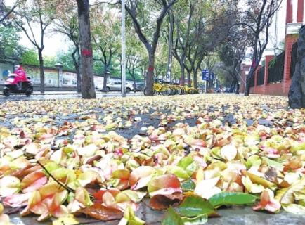 河南驾考科目一将增加新内容,河南驾考新规技巧