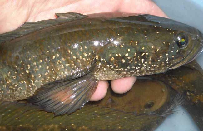 七星鱼不会养怎么办，看完这些你就知道了！