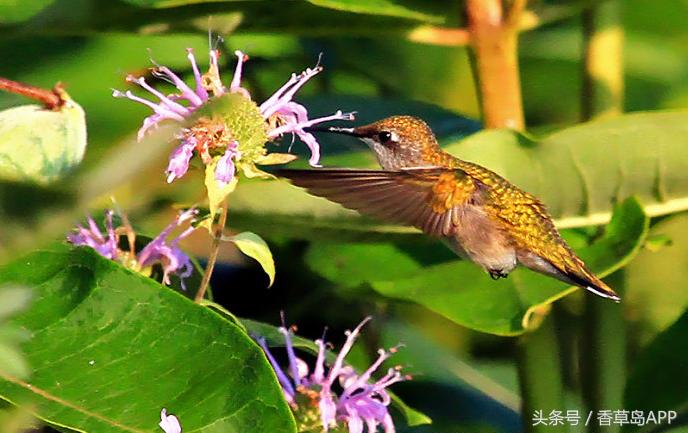 爱上管香蜂草,只因迷恋佛手柑的甜美