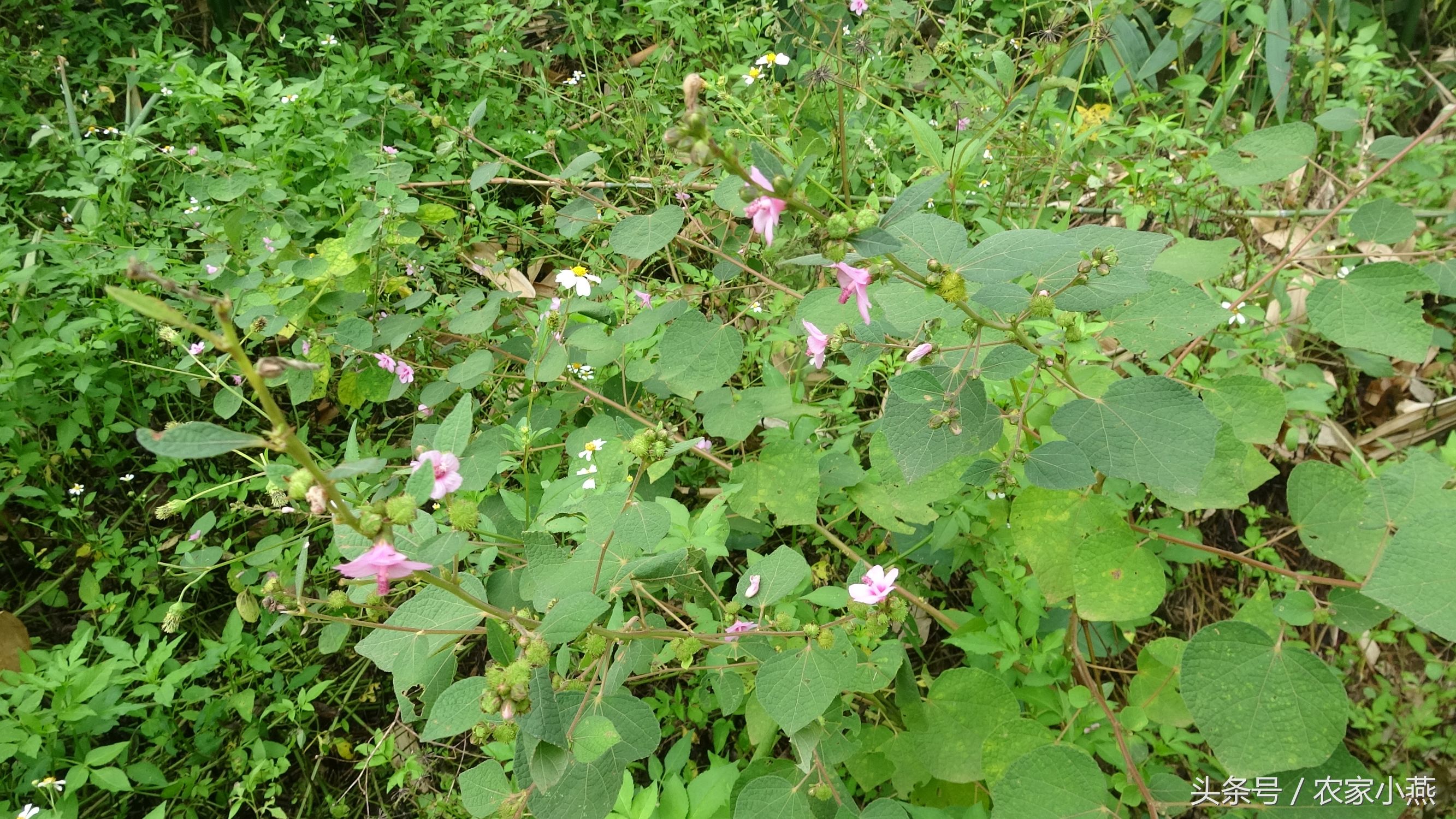 农村才有的野菜你认识几样,农村里的东西你认识吗