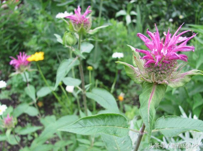 爱上管香蜂草,只因迷恋佛手柑的甜美