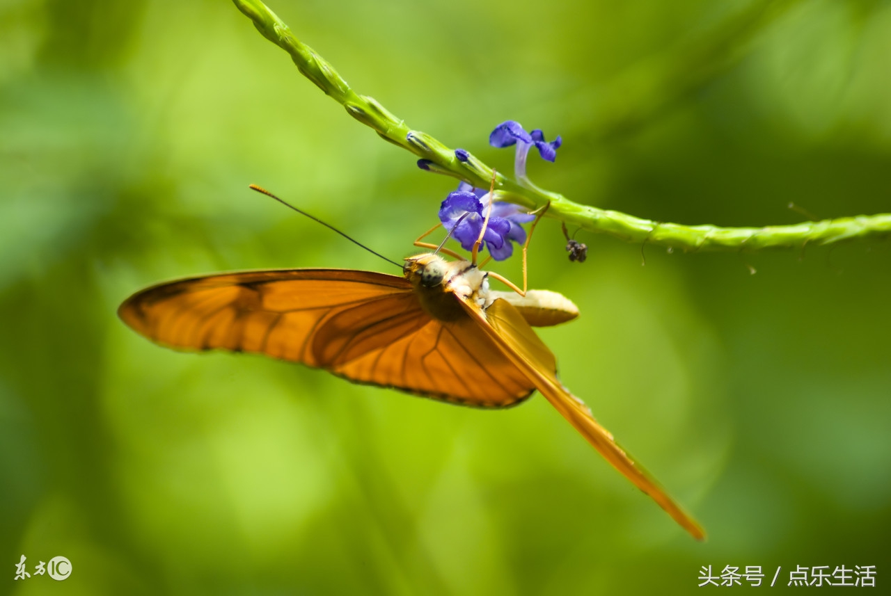 心软是一种病得治的文案,心软是我最大的败笔