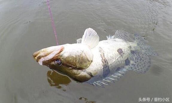 钓猪的方法和技巧,钓鬼婆鱼技巧