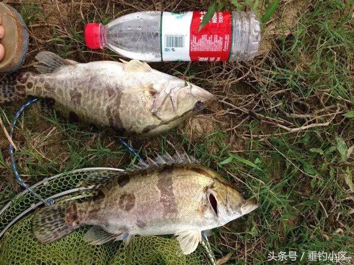 钓猪的方法和技巧,钓鬼婆鱼技巧