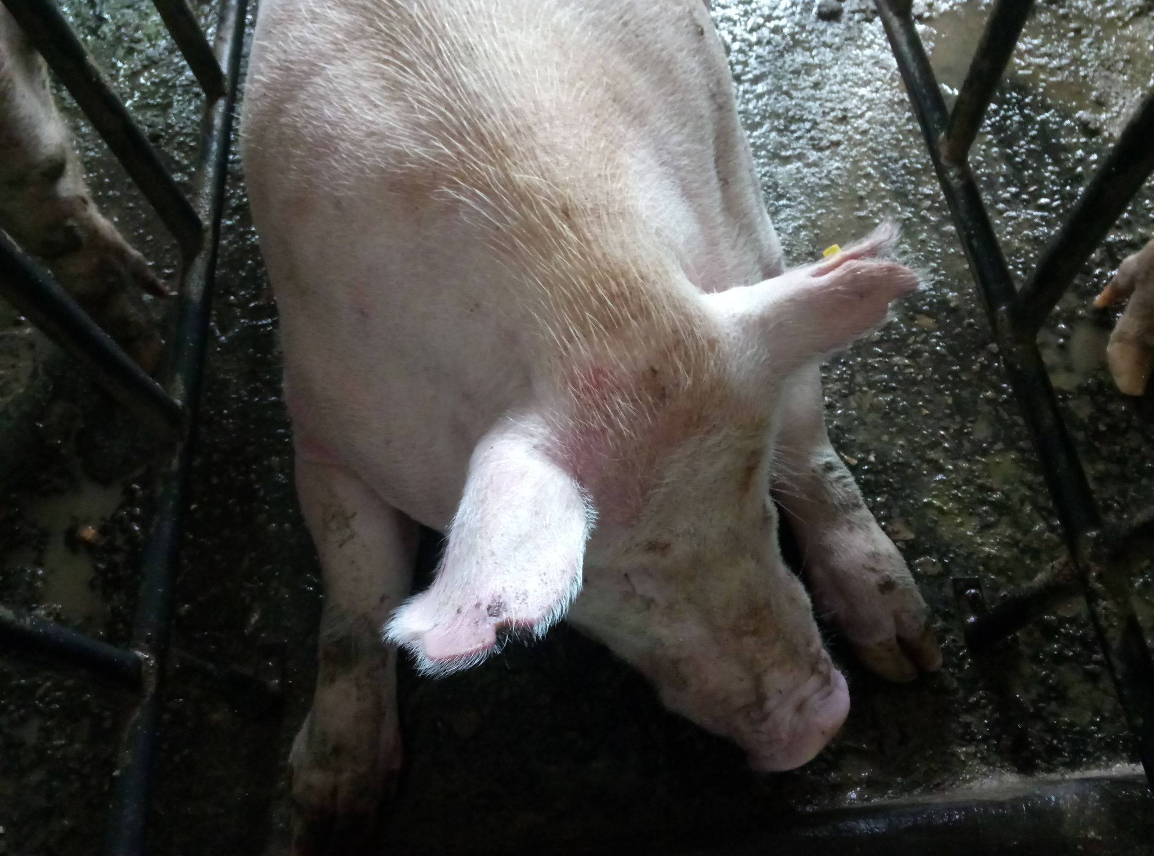 给猪打疫苗结果打到自己腿上了,给猪打疫苗手麻