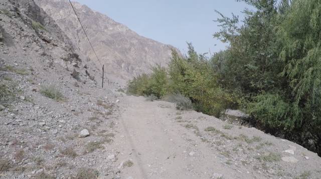 库尔勒的香梨能辨“雌雄”，塔克拉玛干沙漠的胡杨林经历天使之吻