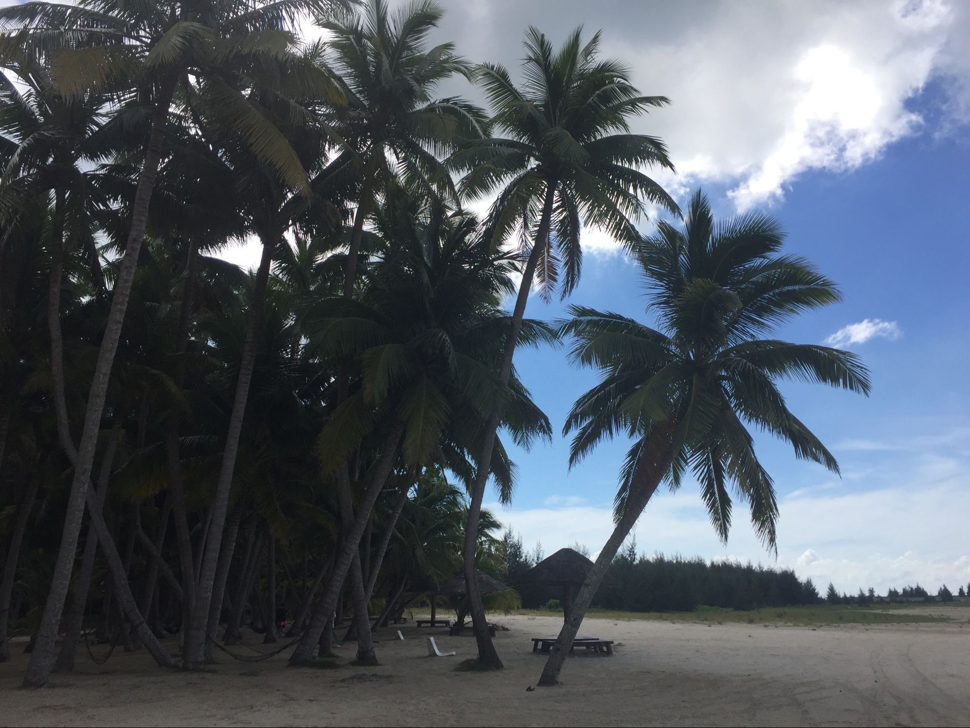 候鸟在海南过冬怎么在网上找房子,北方候鸟海南过冬