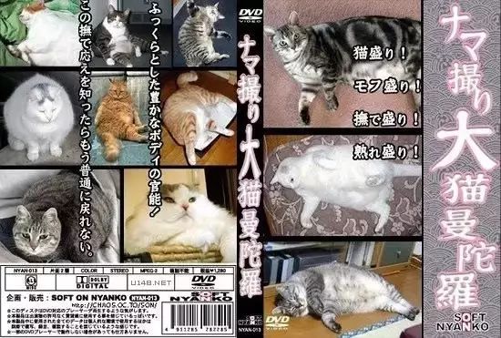 吸猫真的能上瘾吗如何戒瘾,云吸猫有哪些好处