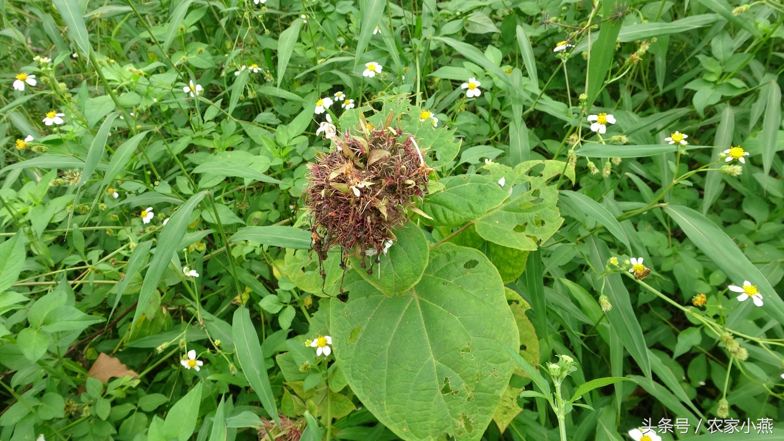 农村才有的野菜你认识几样,农村里的东西你认识吗