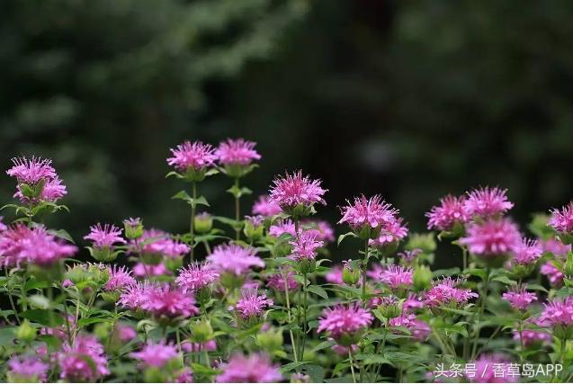 爱上管香蜂草,只因迷恋佛手柑的甜美