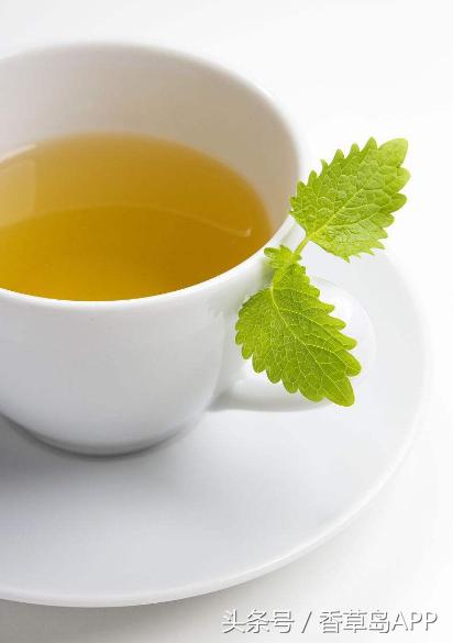 爱上管香蜂草,只因迷恋佛手柑的甜美