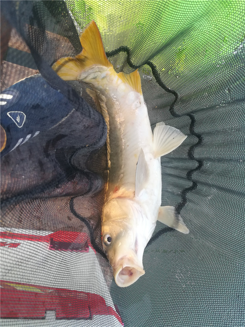 桂林象山区钓鱼黑坑,广西桂林钓鱼黑坑