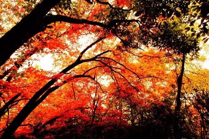 成都乐山红叶彩林,四川红叶彩林旅游节