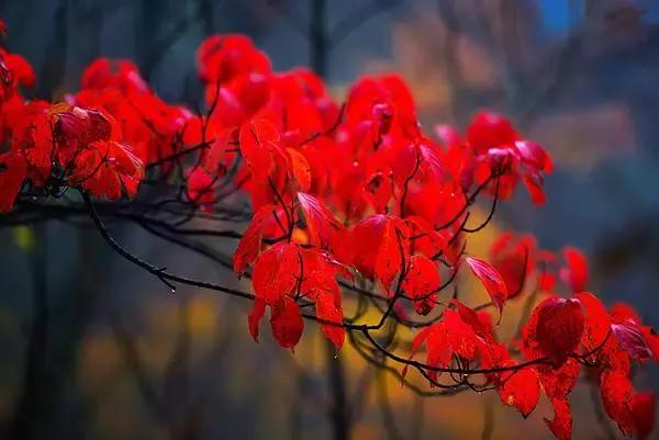 成都乐山红叶彩林,四川红叶彩林旅游节