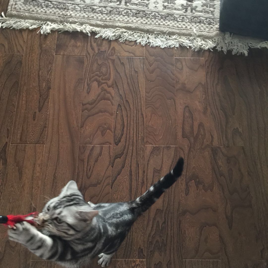 猫咪吃塑料袋缺少什么微量元素,猫咪咬塑料袋