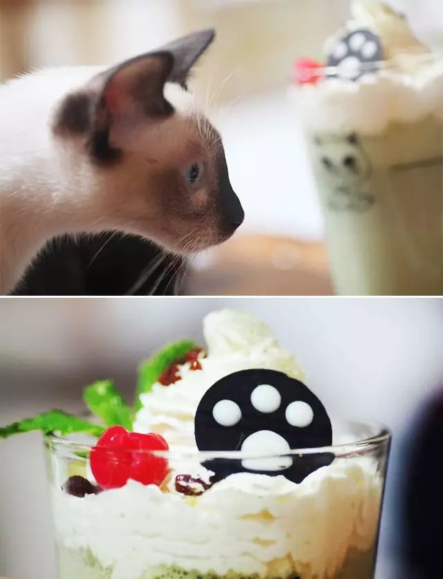 吸猫真的能上瘾吗如何戒瘾,云吸猫有哪些好处