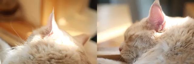 吸猫真的能上瘾吗如何戒瘾,云吸猫有哪些好处