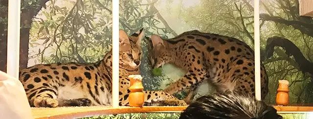 吸猫真的能上瘾吗如何戒瘾,云吸猫有哪些好处