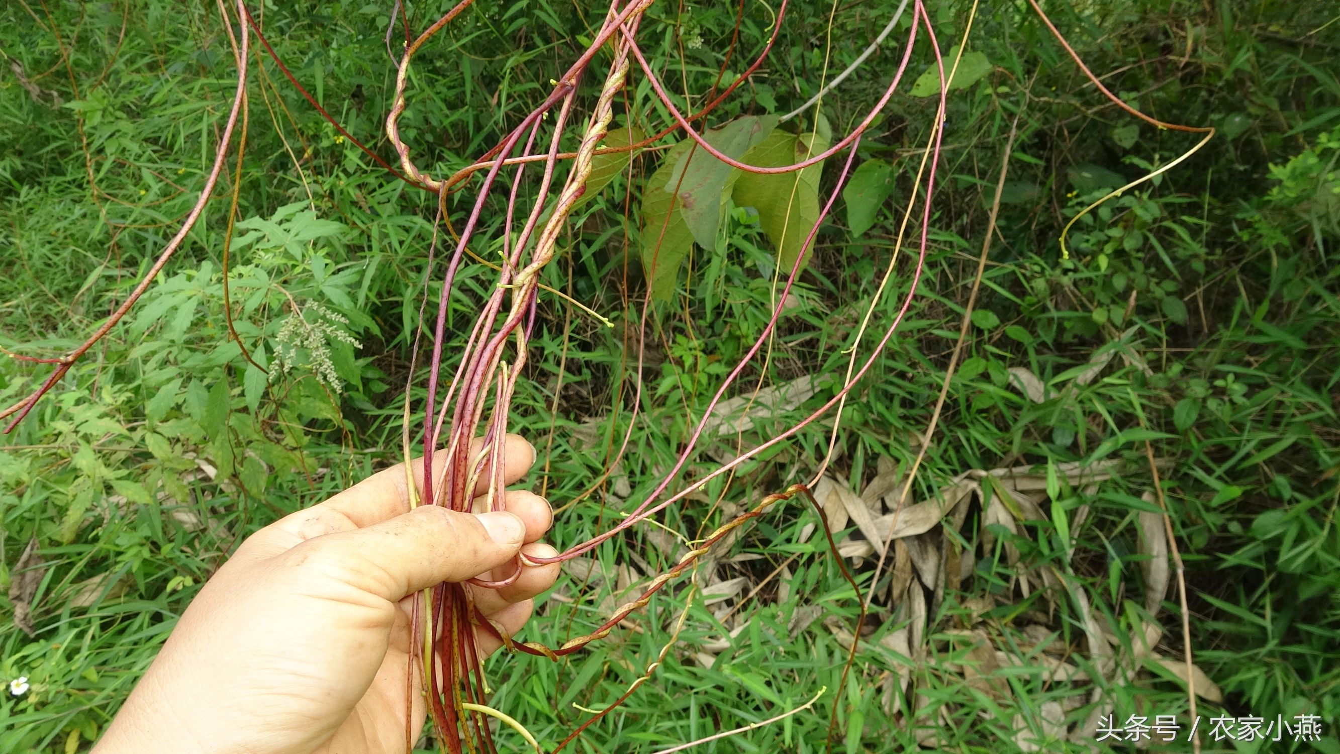 农村才有的野菜你认识几样,农村里的东西你认识吗