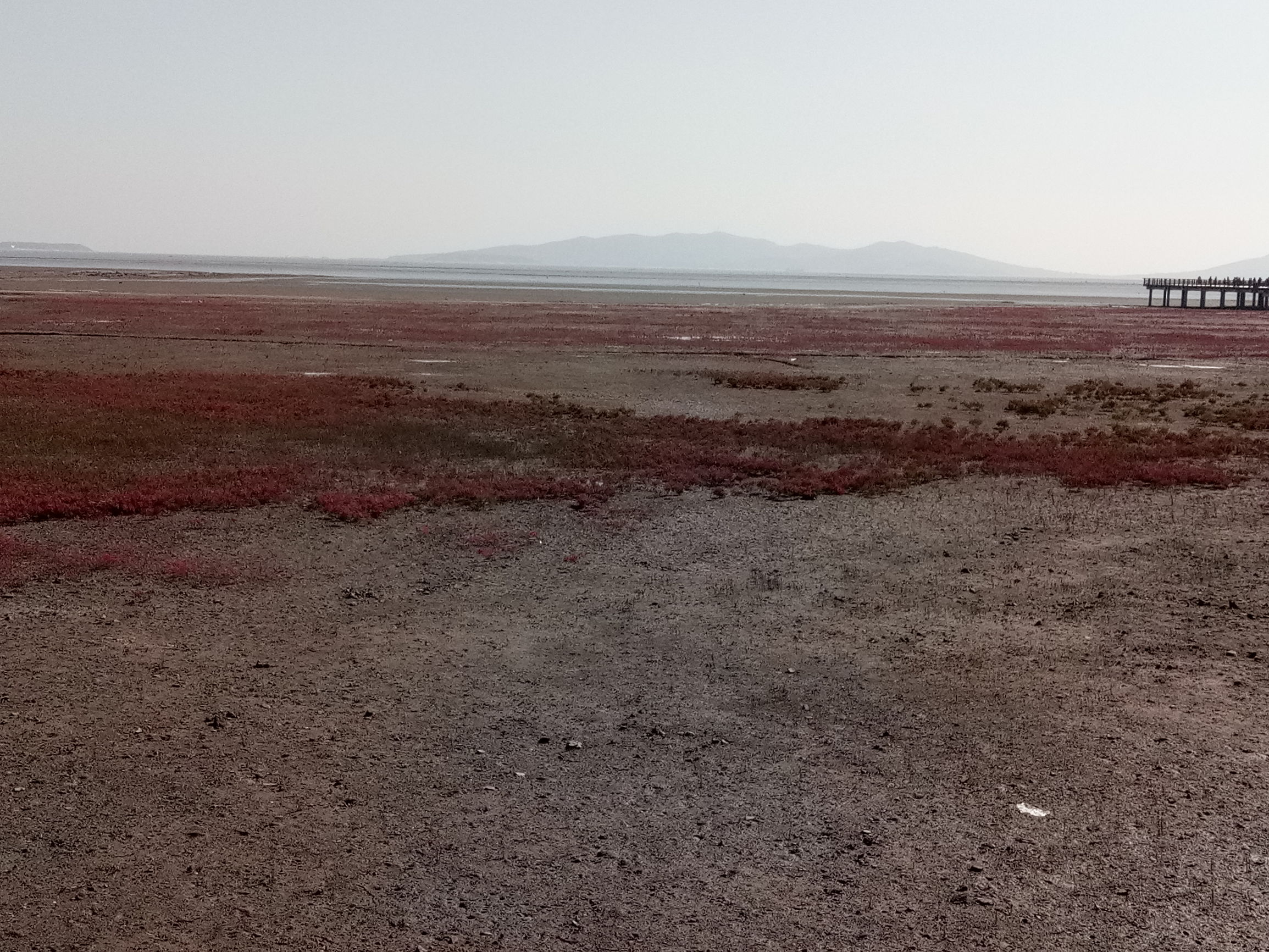 葫芦岛兴城红海滩几月最好,葫芦岛红海滩风景视频