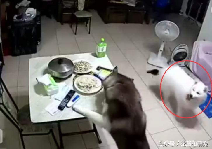 主人发现桌上的菜少了，一看监控后，他立马带哈士奇上医院