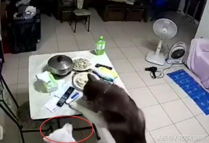 主人发现桌上的菜少了，一看监控后，他立马带哈士奇上医院