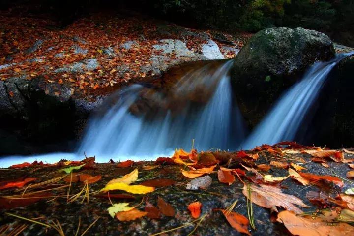 成都乐山红叶彩林,四川红叶彩林旅游节