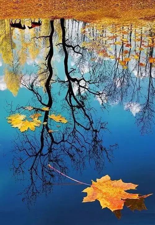 最后一片叶子是短篇小说吗,小说最后一片叶子原文