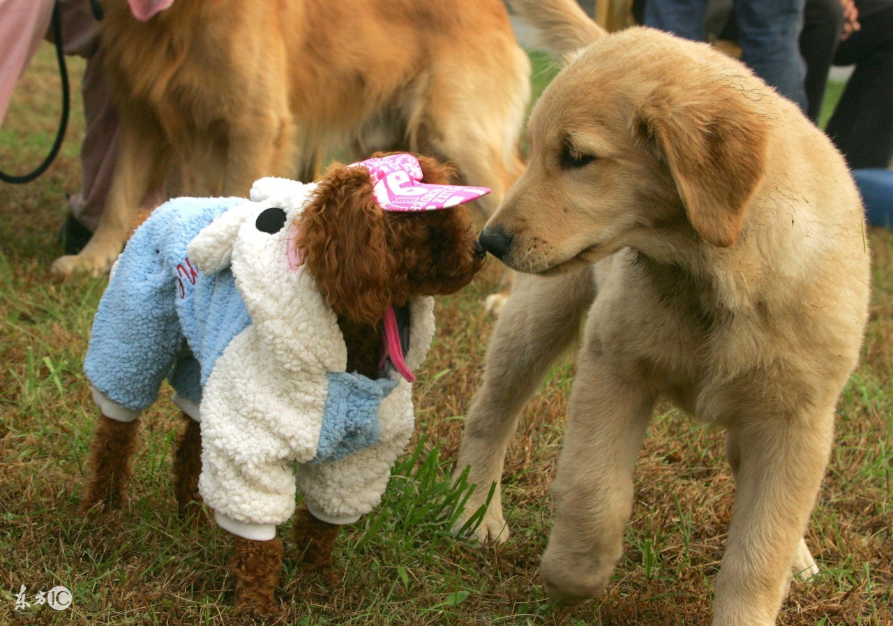 别不可思议,狗狗也有生理期!