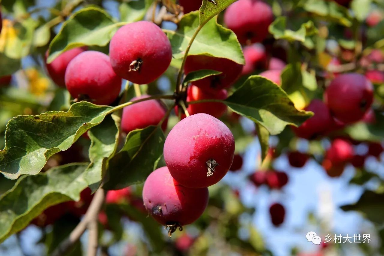 水果中的补钙之王,钙中之王吃什么水果