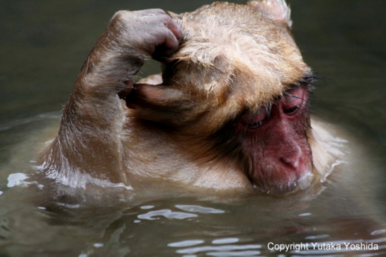 日本猴子泡温泉在哪个温泉,日本猴子泡温泉纪录片