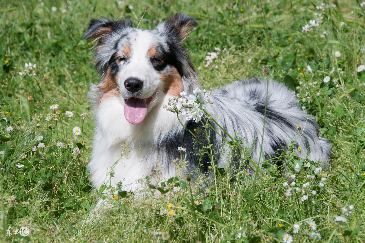 美国人爱狗爱到什么程度,美国人爱狗视频