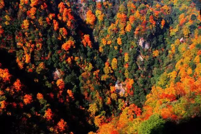 成都乐山红叶彩林,四川红叶彩林旅游节