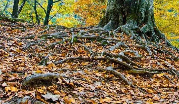 成都乐山红叶彩林,四川红叶彩林旅游节