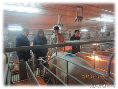 分娩舍环境控制、健康检查