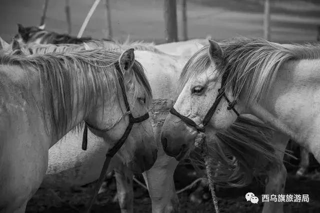 去了内蒙为什么敬酒三杯,哈达怎么接,马奶也是良药?