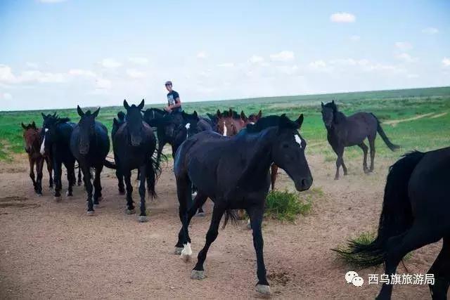 去了内蒙为什么敬酒三杯,哈达怎么接,马奶也是良药?