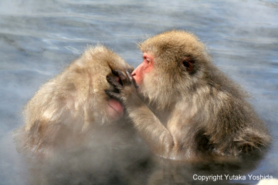 日本猴子泡温泉在哪个温泉,日本猴子泡温泉纪录片
