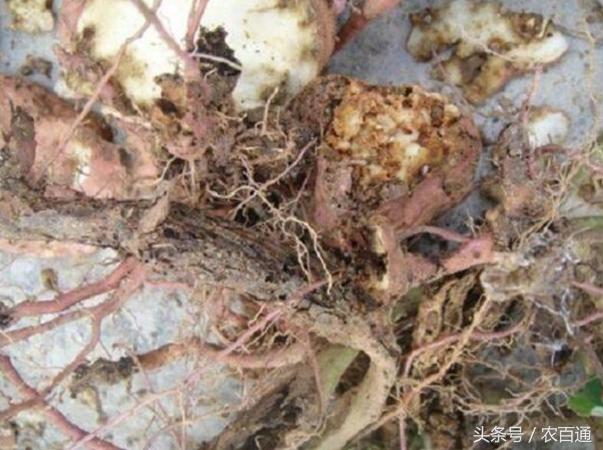 红薯蚁象怎么防治,甘薯蚁象在家怎么去除